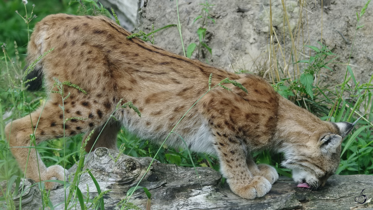 Mmmmh, lecker so ein Stck Holz. (Eurasischer Luchs, Zoom Gelsenkirchen, September 2009)