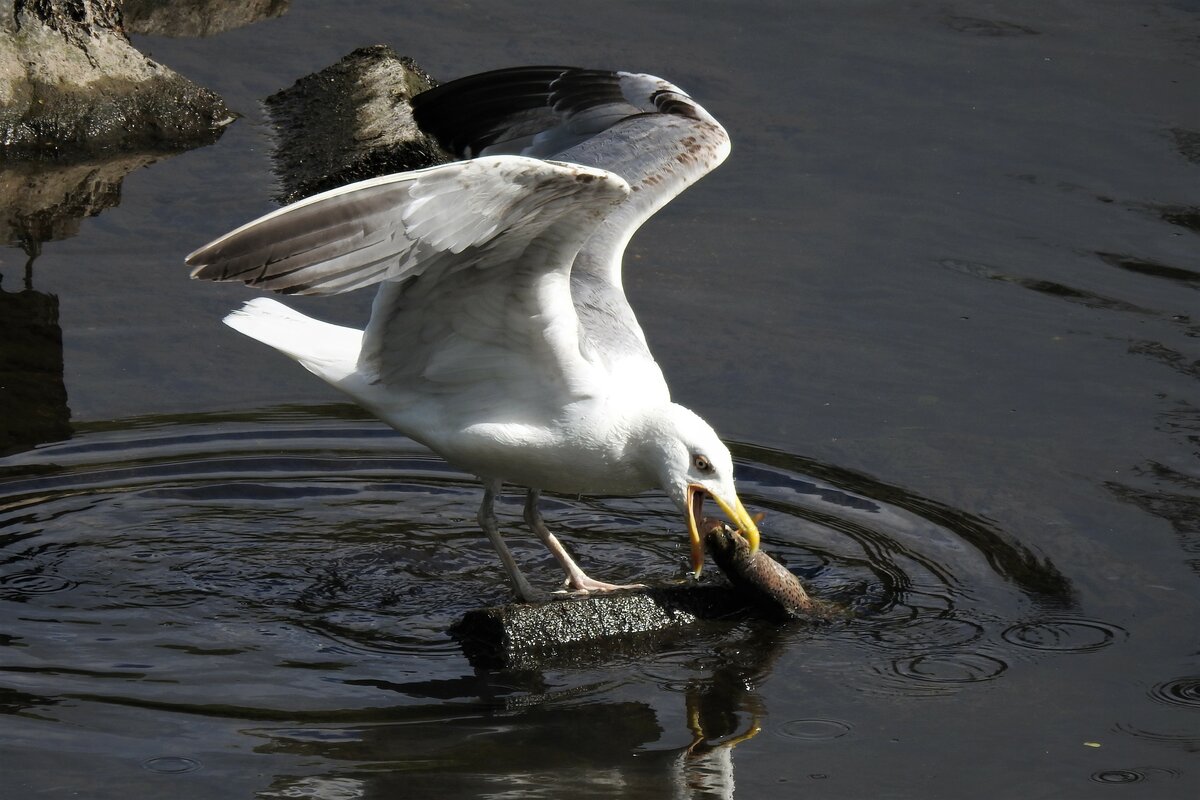 MVE BEIM BEUTEFANG IN DER SIEG/NIEDERSCHELDEN

Beim Anblick des auf die SIEG herabkreisenden Vogels musste ich echt mal schlucken....Kann das sein,eine Mve hier an der Sieg???Wie kommt die hierhjer???
Na,und dann konnte ich den Moment des Beutefangs doch wirklich live erleben...
Bin mir nicht sicher,ob die zahlreich hier vertretenen Graureiher ber diesen Gast sehr erfreut sind.....