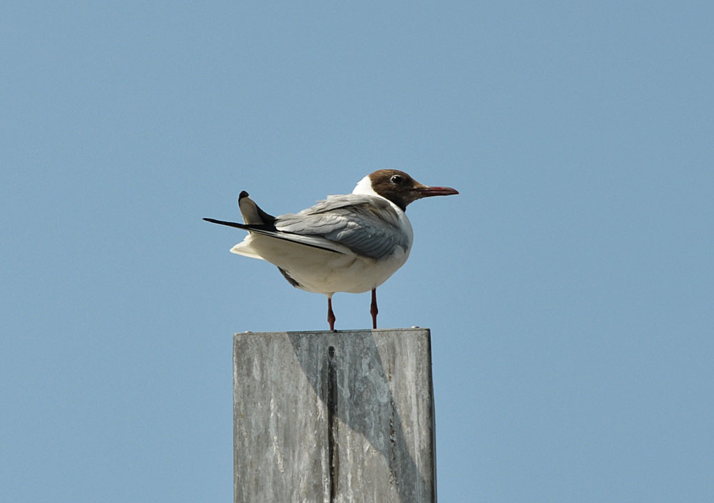 Mwe als  Pfahlsitzer  im Hamburger Hafen - 13.07.2013