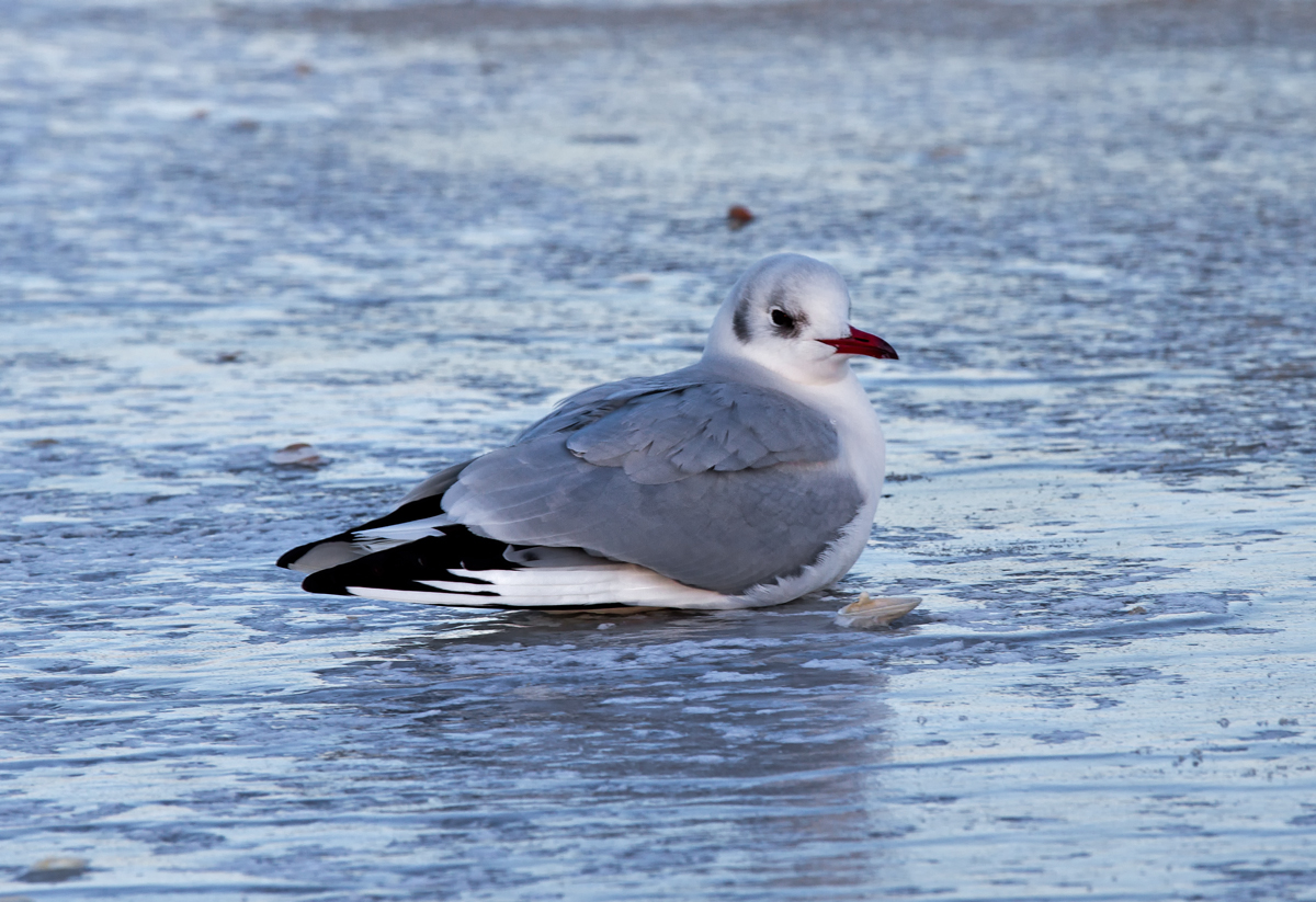 Mwe am vereisten Ostseestrand. - 24.01.2014