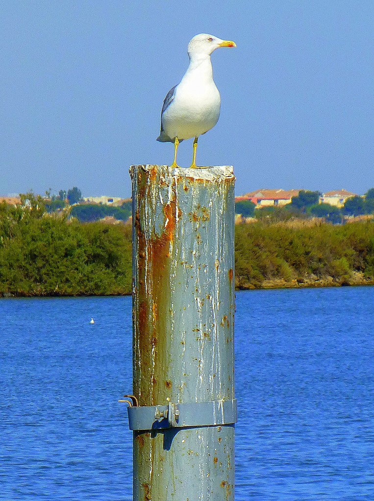 Mwe auf einem Pfahl im Canal du Rhne  Ste bei Villeneuve-les-Maguelone (Frankreich, Languedoc-Roussillon, Hrault, bei Montpellier), 04.09.2013