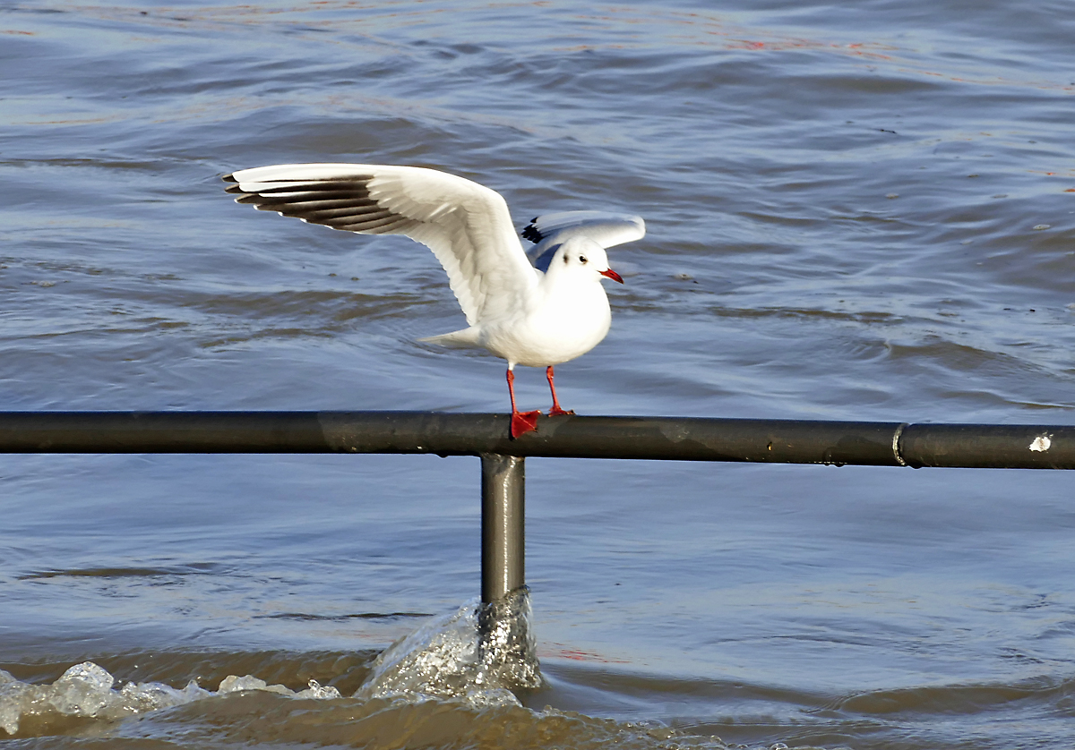 Mwe auf einem berflutetem Gelnder beim Rheinhochwasser in Bonn - 27.01.2018