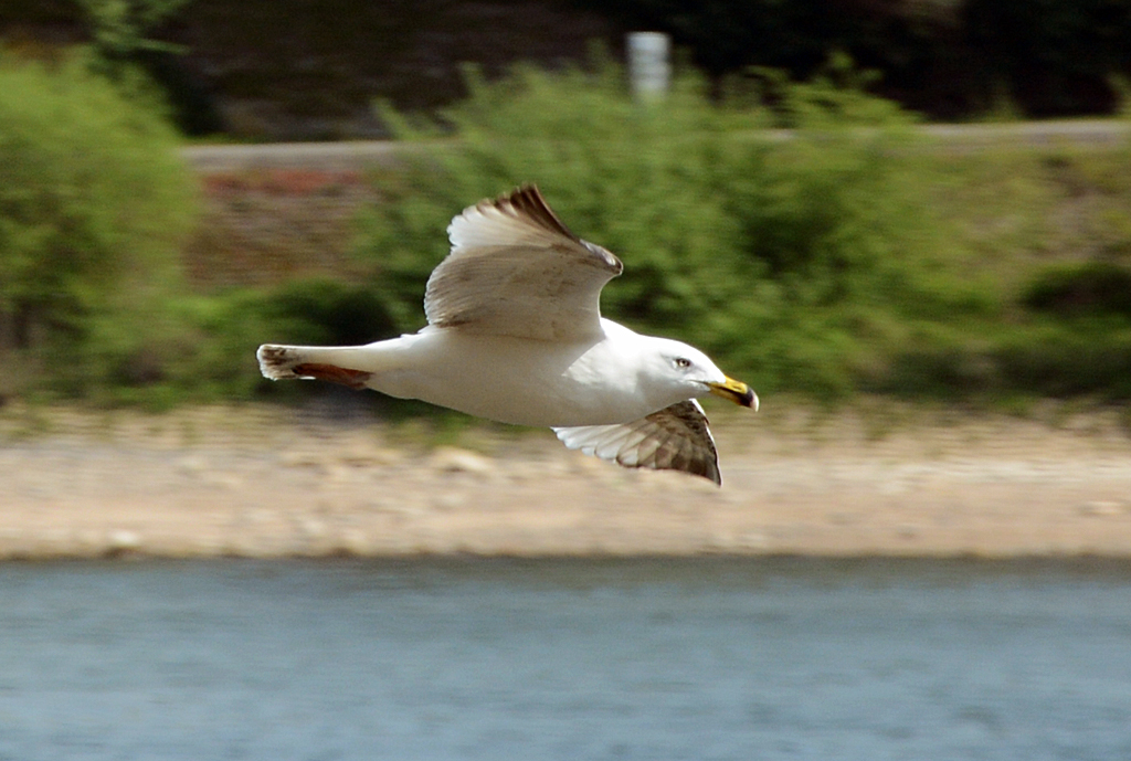 Mwe beim Flug ber dem Rhein bei Unkel - 12.04.2014