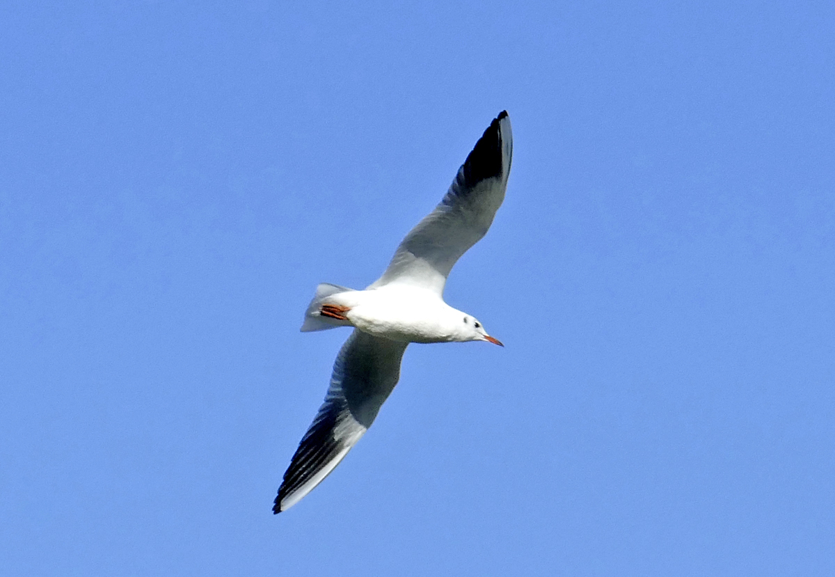 Mwe beim Flug ber dem Rhein in Remagen - 13.10.2019