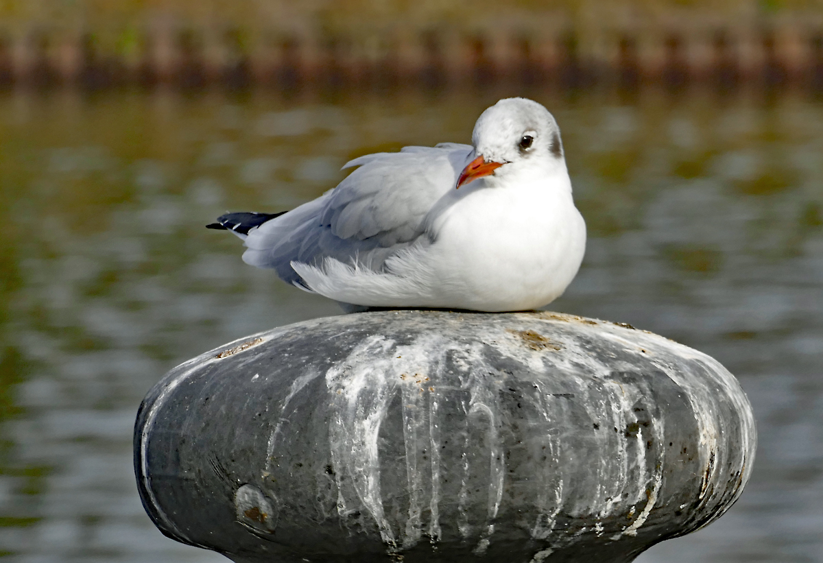 Mwe beim Relaxen am Moselufer in Koblenz - 16.10.2017