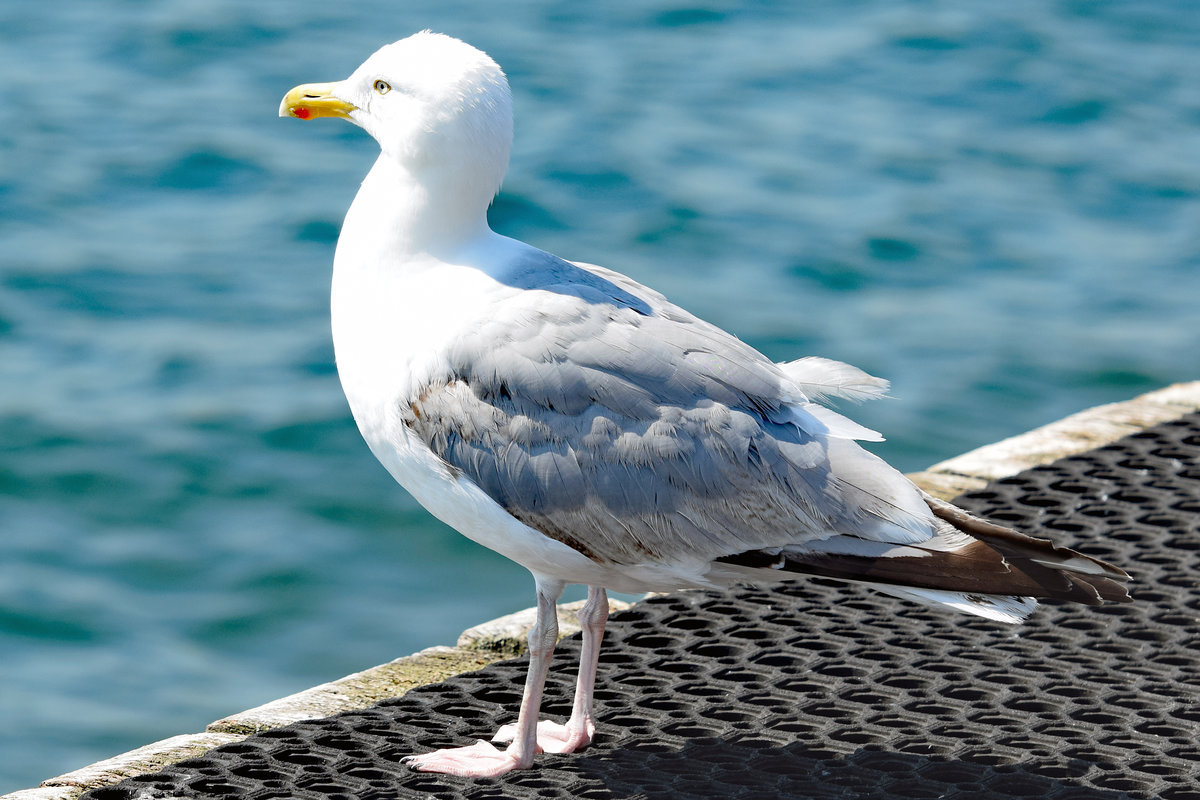 Mwe im Hafen von Lbeck-Travemnde. Aufnahme vom 27.06.2020