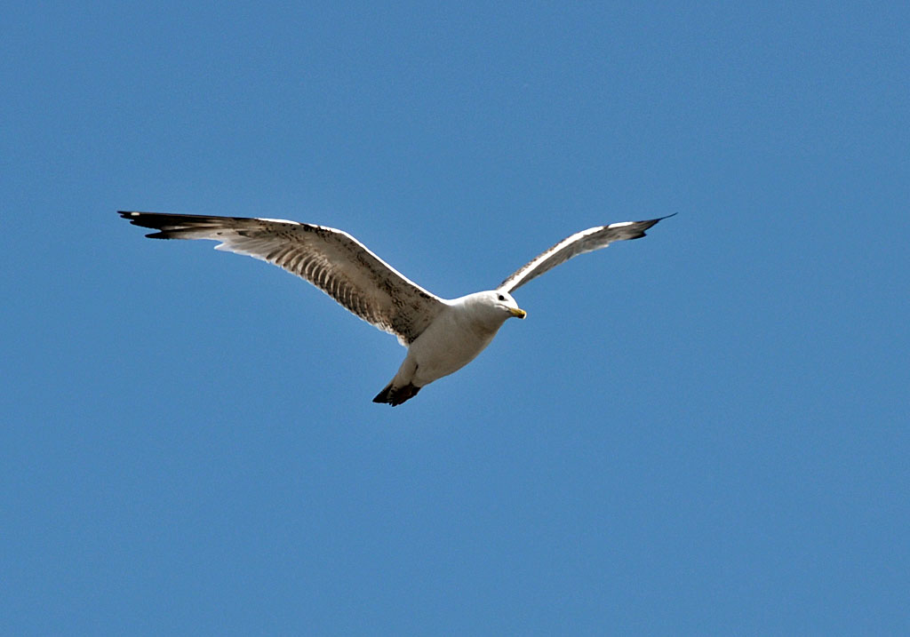 Mwe im Hamburger Hafen - 12.07.2013