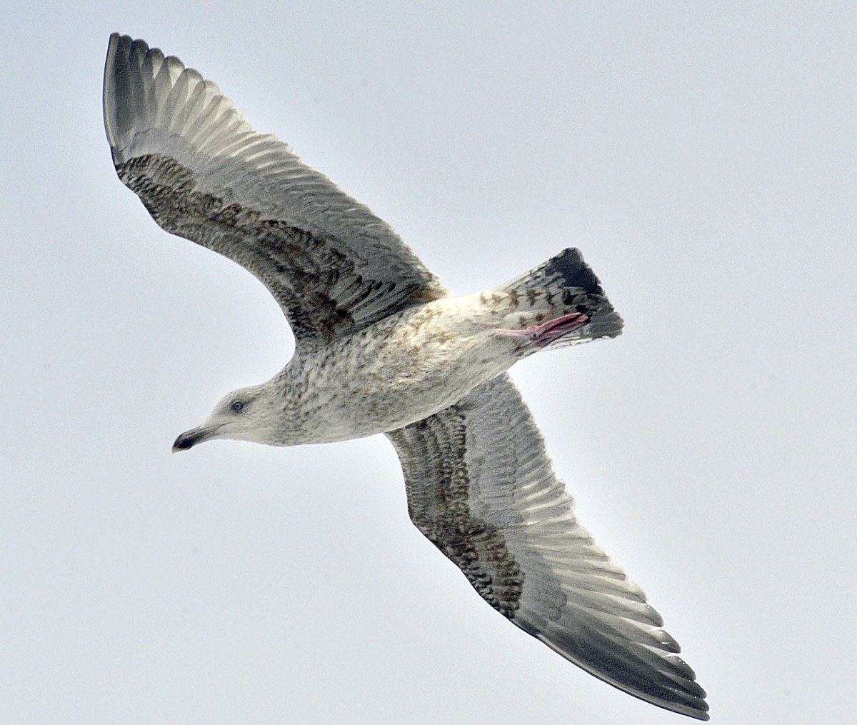 Mwe (Laridae).

Aufnahmedatum: 31. Mrz 2008.