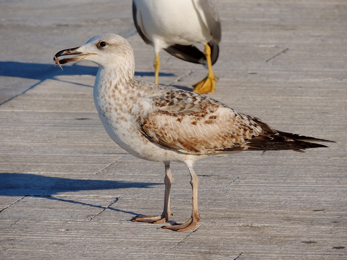 Mwe (Larus) hat einen Leckerbissen im Hafen von Biograd gefundenen; 130423