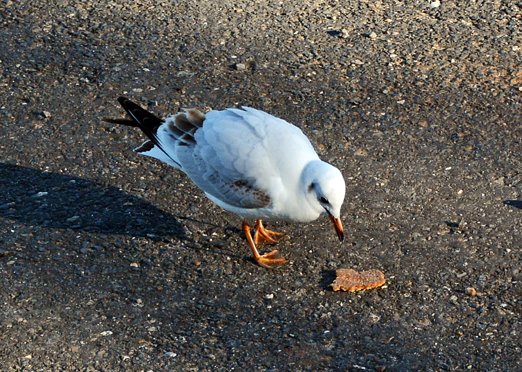 Mwe mit Brotstck am Rheinufer in Bonn - 12.02.2014