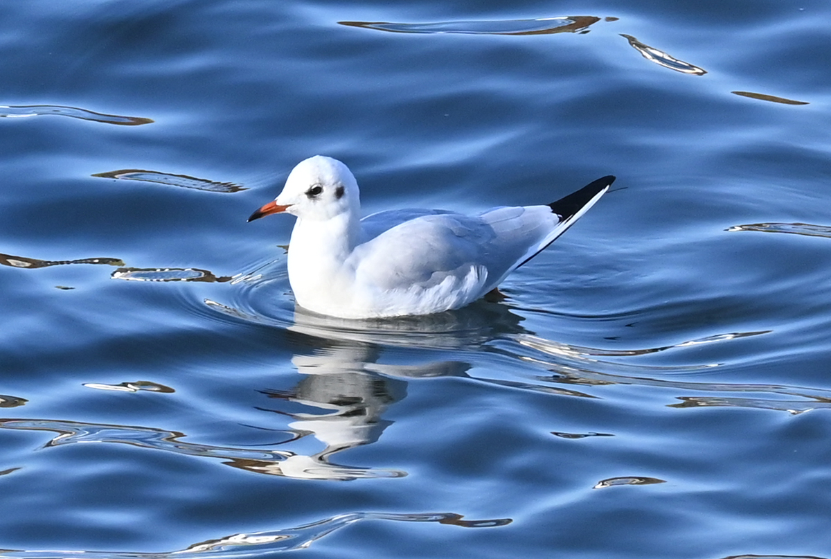 Mwe schwimmt im Rhein bei Remagen - 09.11.2021