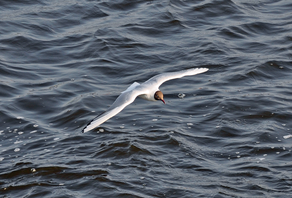 Mwe im Tiefflug ber der Elbe bei den Landungsbrcken - 12.07.2013