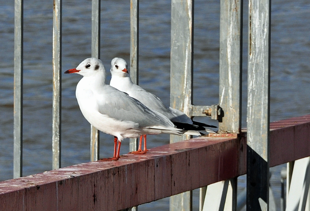 Mwen rasten auf einem Schiffsanleger in Remagen/Rhein - 30.10.2013