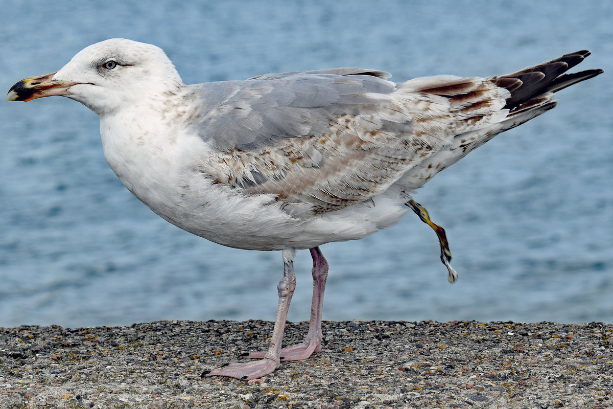  Mwen-Schiet ... Mwe an der Ostsee bei Lbeck-Travemnde, 16.05.2020