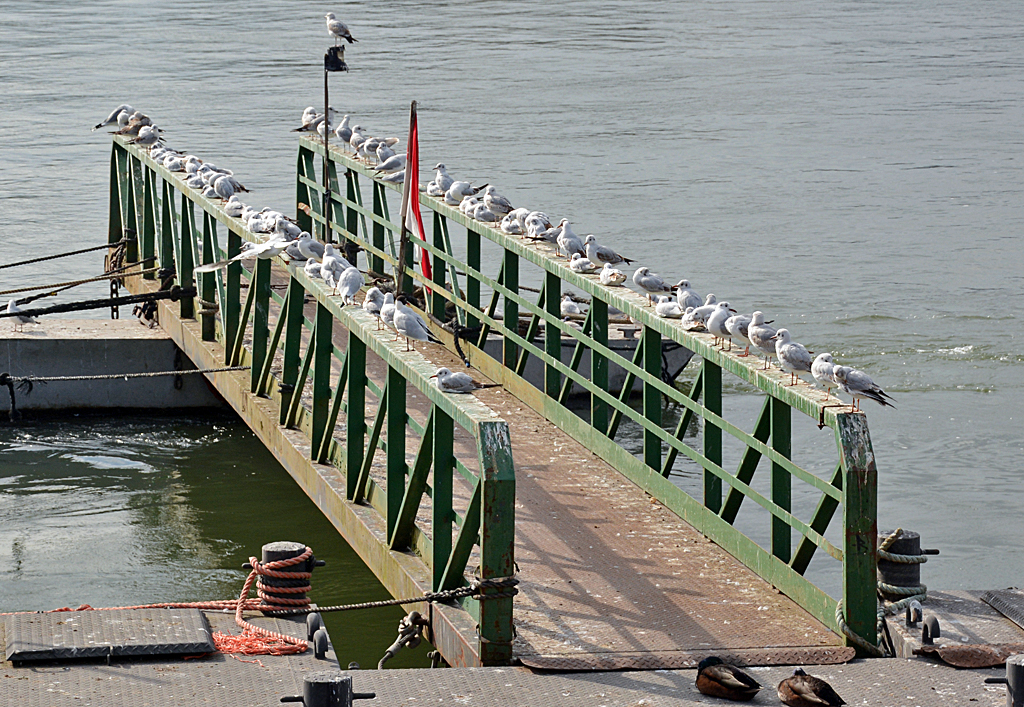 Mwenauflauf an einem Schiffsanleger (das Gelnder ist ganz schn  beschissen )  am Rhein in Neuwied - 04.03.2014