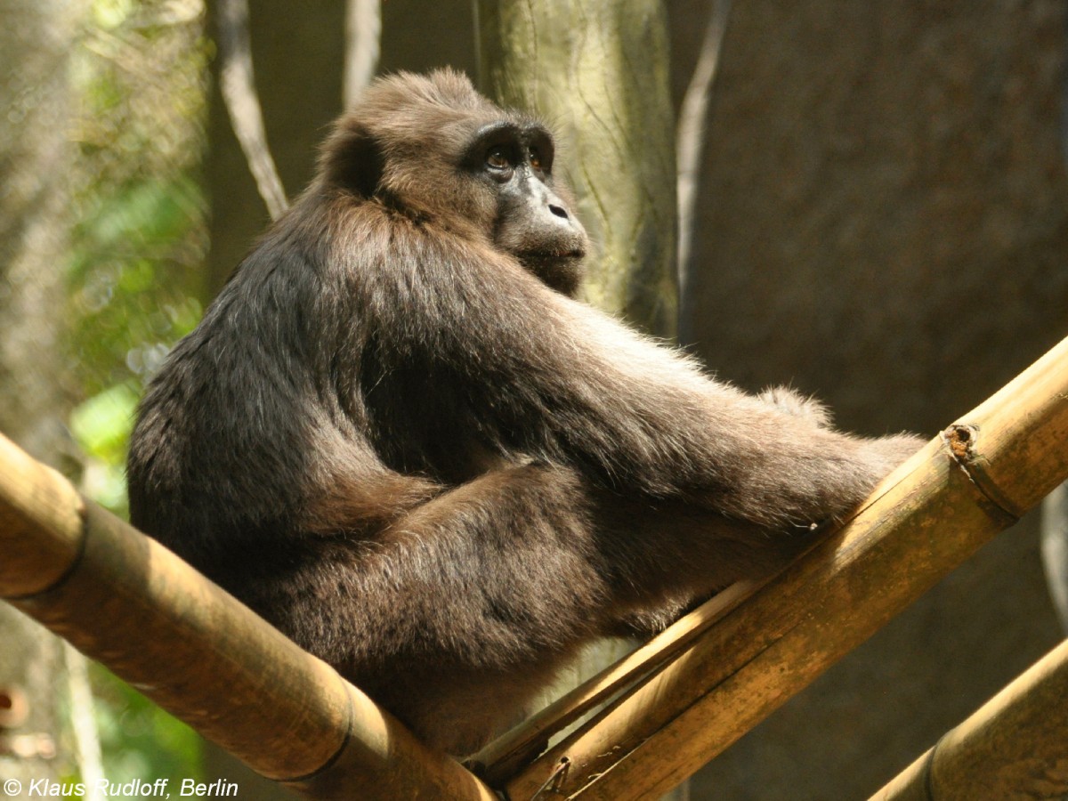 Mohrenmakak (Macaca maura) - Mnnchen im Wildlife Rescue Center Tasikoki (Nordost-Sulawesi, November 2013)