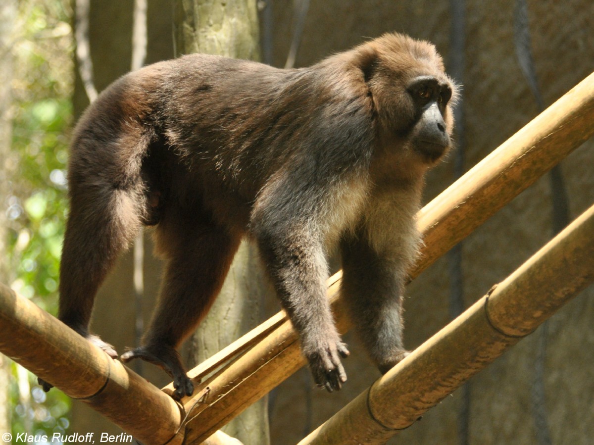 Mohrenmakak (Macaca maura) im Tasikoki Wildlife Rescue Center (Nord Sulawesi, November 2013).