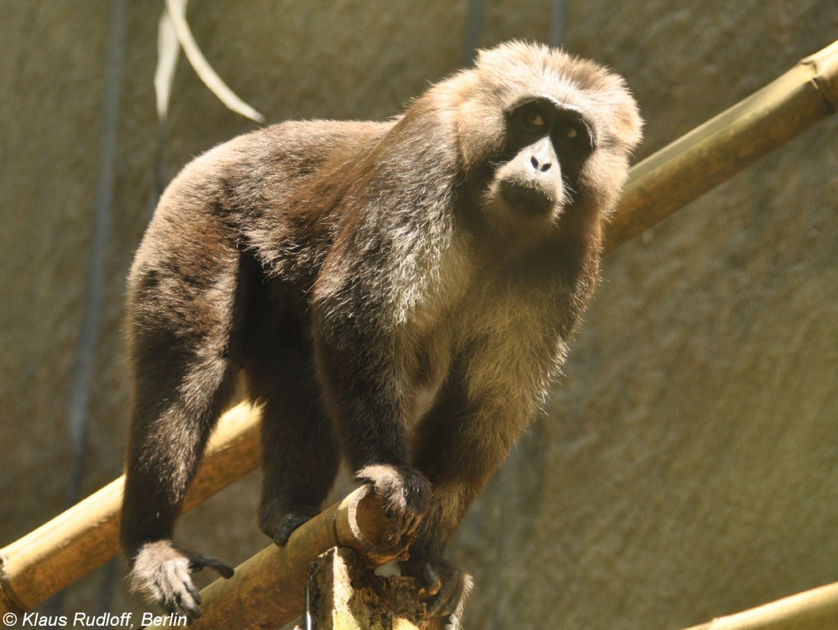 Mohrenmakak (Macaca maura) im Tasikoki Wildlife Rescue Center (Nord Sulawesi, November 2013).