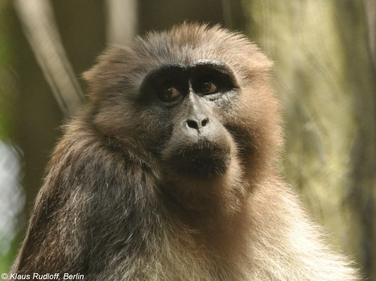 Mohrenmakak (Macaca maura) im Tasikoki Wildlife Rescue Center (Nord Sulawesi, November 2013).