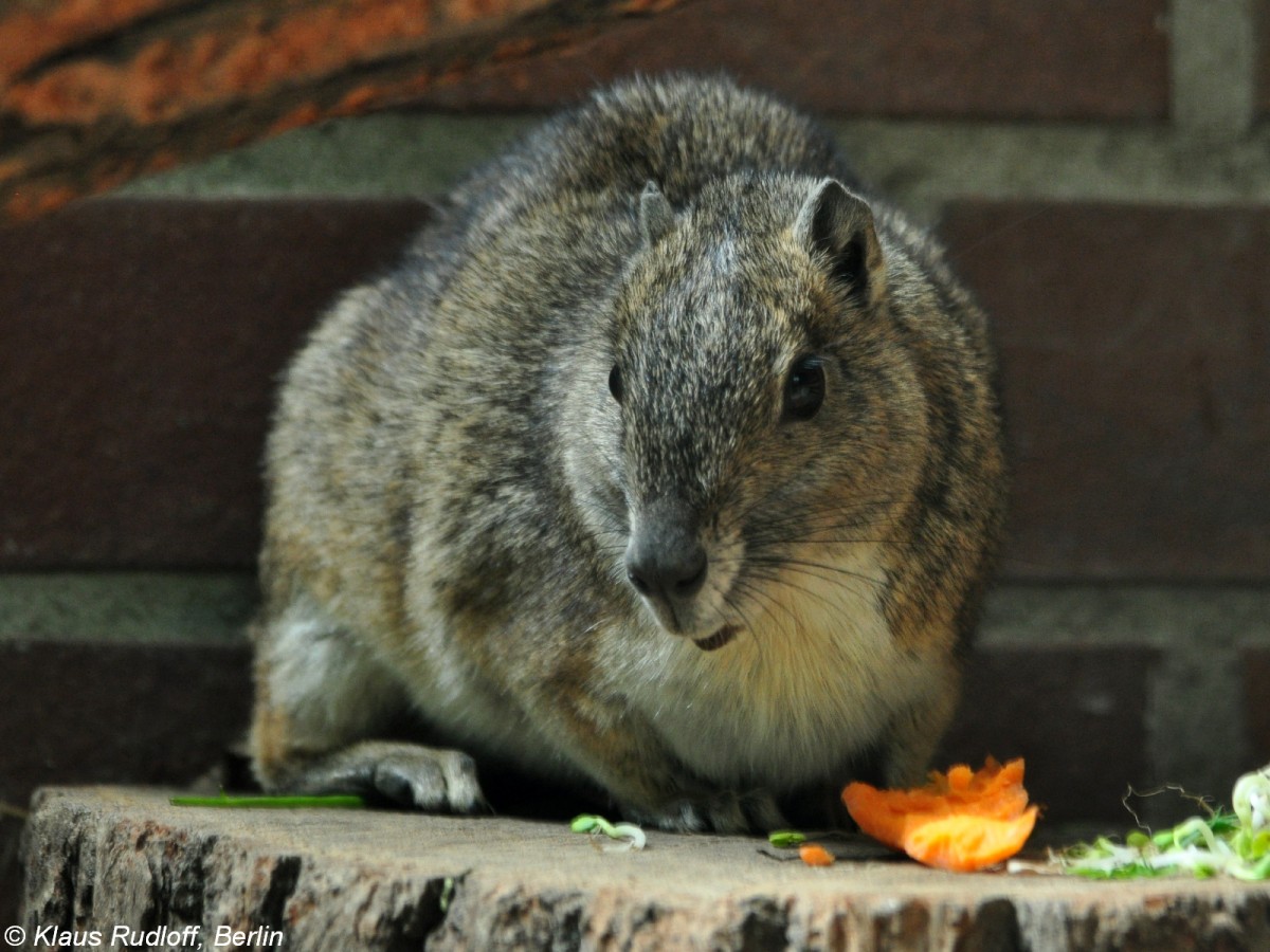 Moko oder Bergmeerschweinchen (Kerodon rupestris) im Tierpark Cottbus (August 2015). 