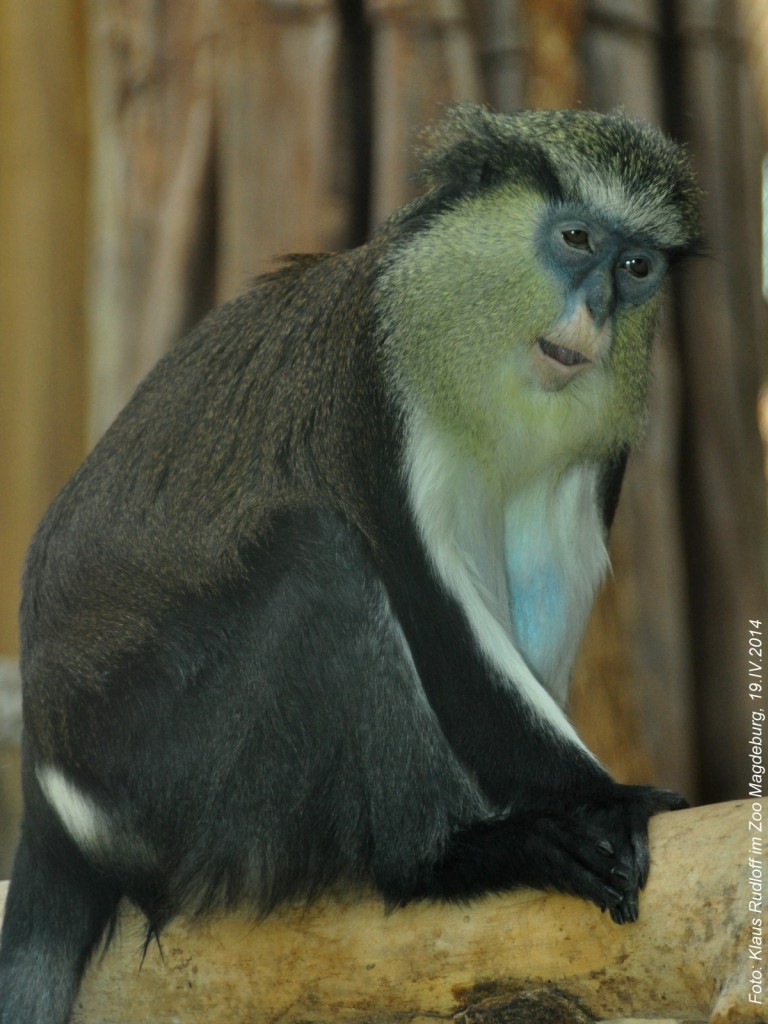 Monameerkatze (Cercopithcus mona mona) im Zoo Magdeburg.