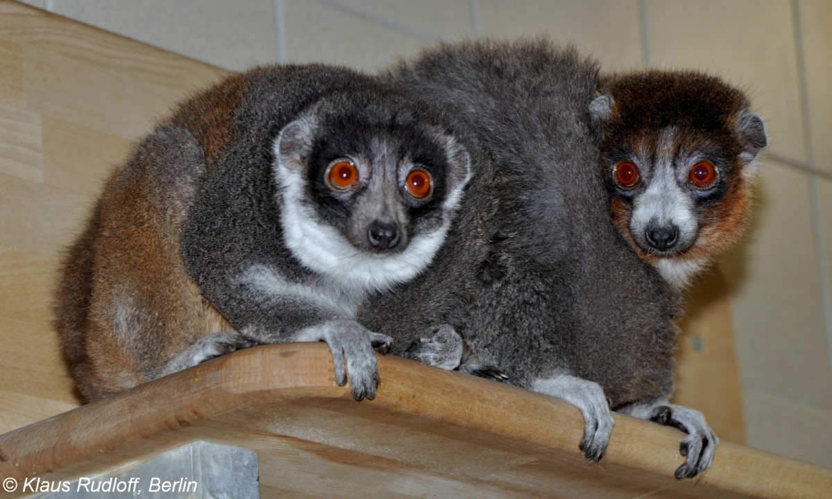 Mongozmaki (Eulemur mongoz) im Tierpark Berlin.