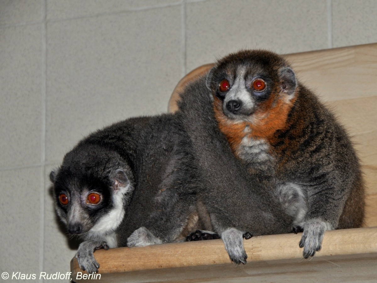 Mongozmaki (Eulemur mongoz) im Tierpark Berlin.