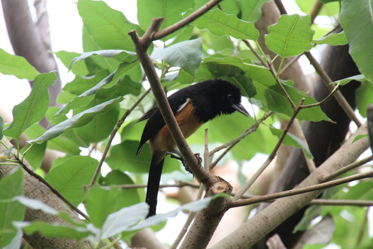 Montserrattrupial (Icterus oberi) am 3.8.2010 im Frankfurter Zoo.