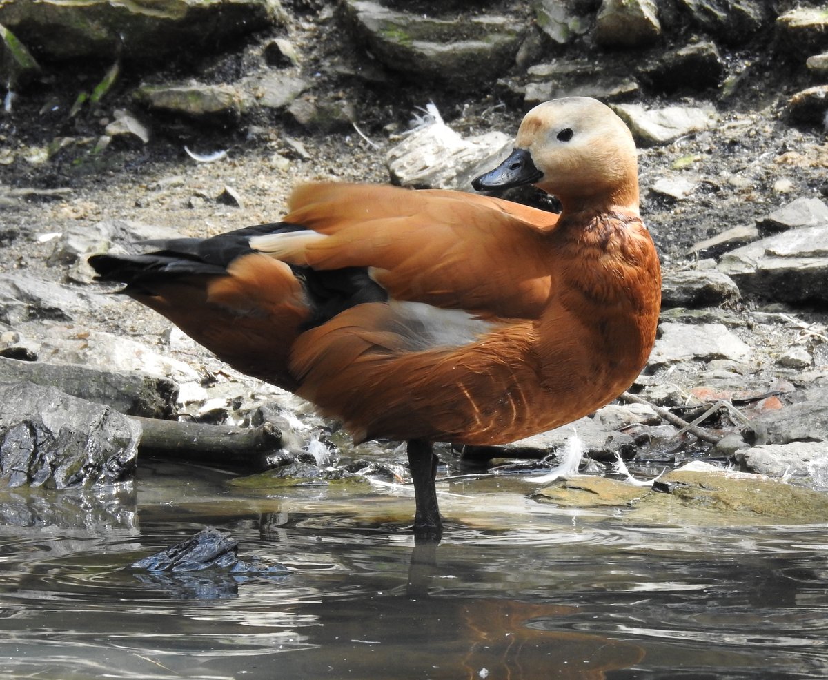 MOORENTE BEI DER GEFIEDERPFLEGE
Seltene Entenart,die Moorente,im TIERPARK NIEDERFISCHBACH/SIEGERLAND,am 17.8.2019