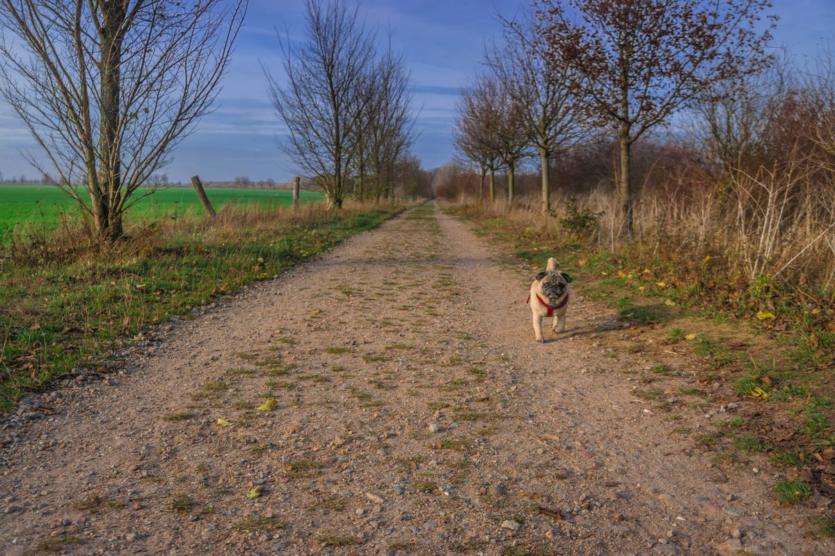 Mops beim Gassi gehen am 29.11.2018