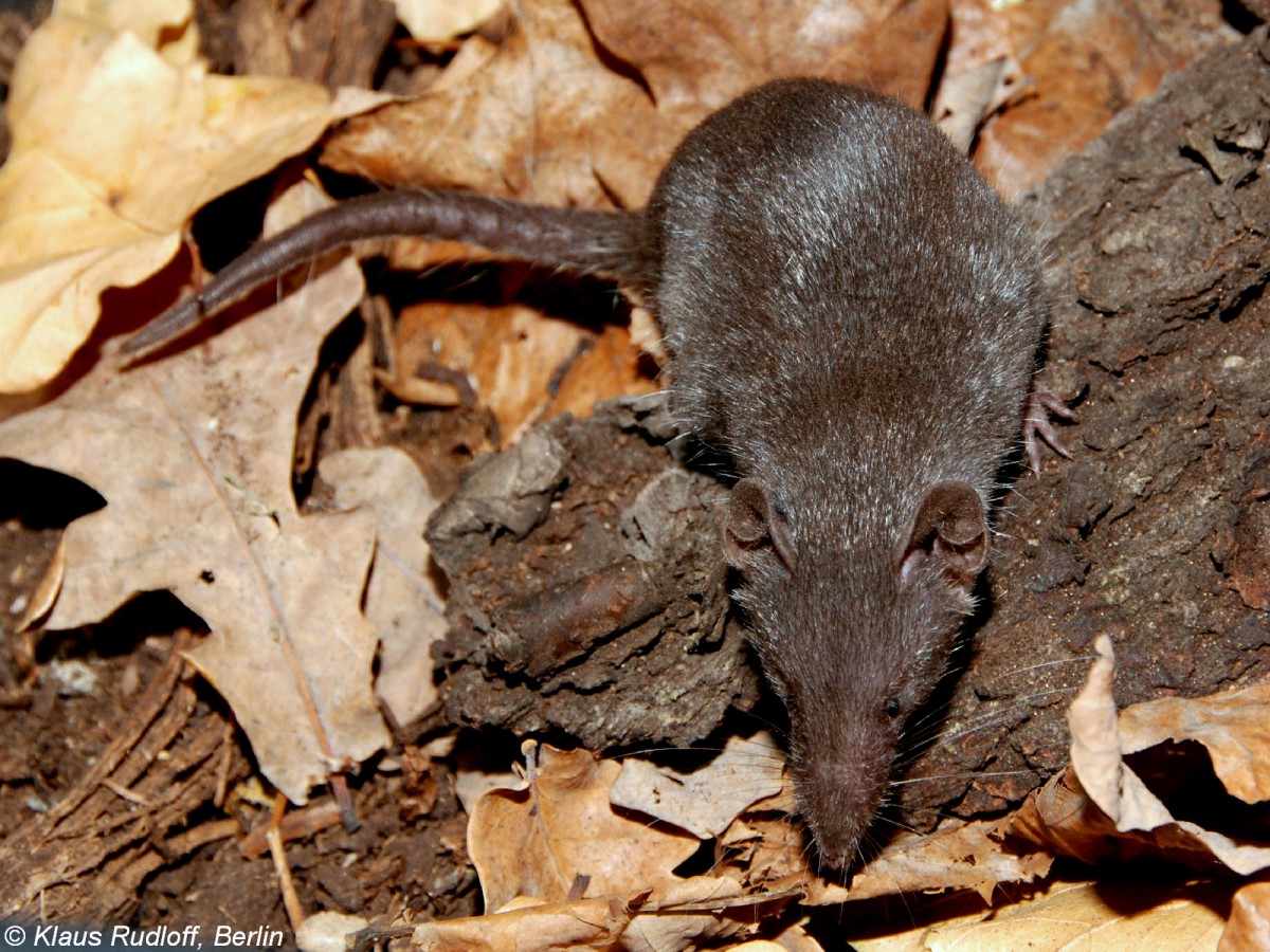 Moschuspitzmaus (Suncus murinus) im Zoologischen und Botanischen Garten Pilsen (November 2008).