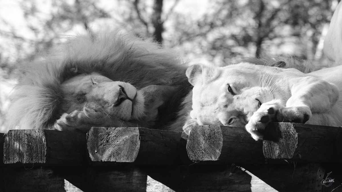 Mde Transvaal-Lwen im Zoo Safaripark Stukenbrock. (Oktober 2014)