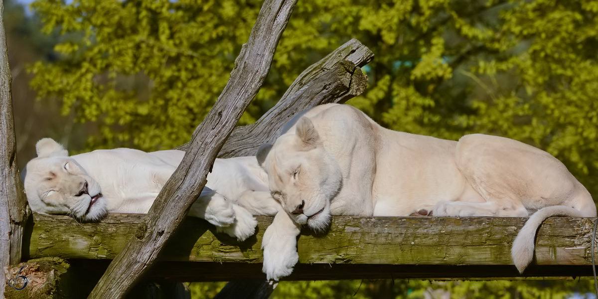 Mde Transvaal-Lweninnen im Zoo Safaripark Stukenbrock. (Oktober 2014)