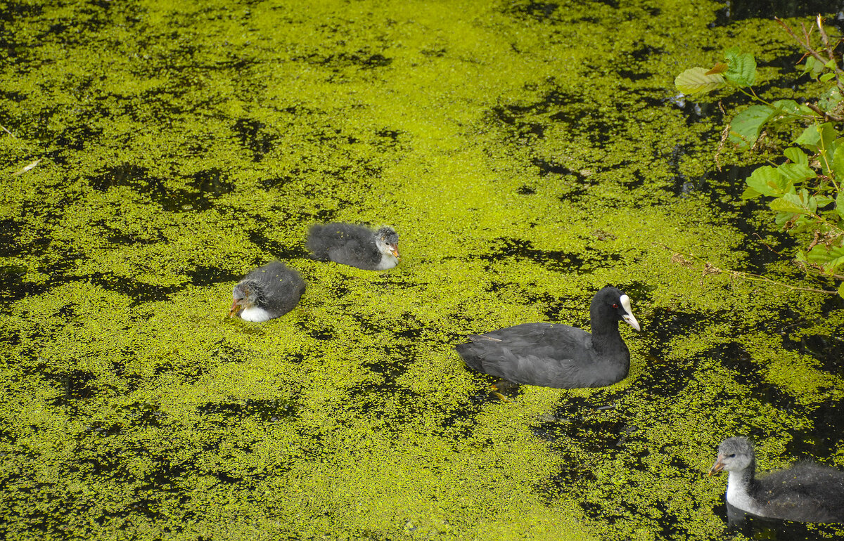 Mühlenteich in Lübeck - In Ufernähe versuchen die Blässhühner (auch Zappis genannt, gehören zu den Rallenvögeln) durch den dicken Algenteppich zu kämpfen um noch eine freie Wasserfläche zu erreichen. Aufnahme: 22. August 2021.