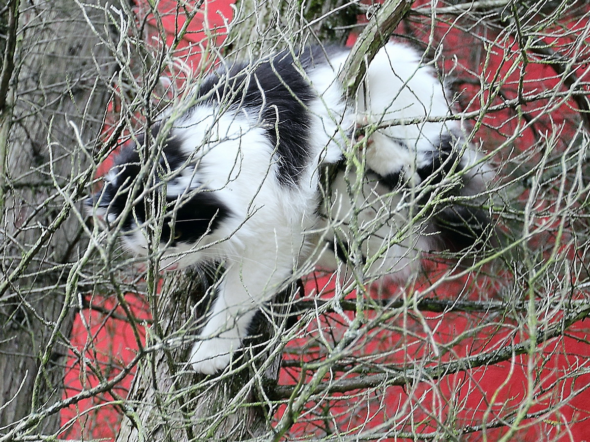 Mhsamer Rckweg zur Erde der Katze Ginni hier in Berlin Rudow am 03. Dezember 2015. 