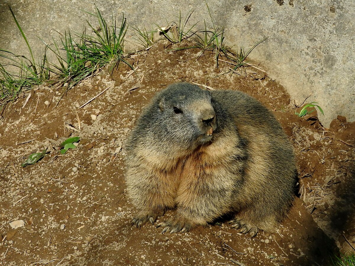 Murmeltier(Marmota) zeigt im Wildpark-Pfnder seine Zhne; 180904