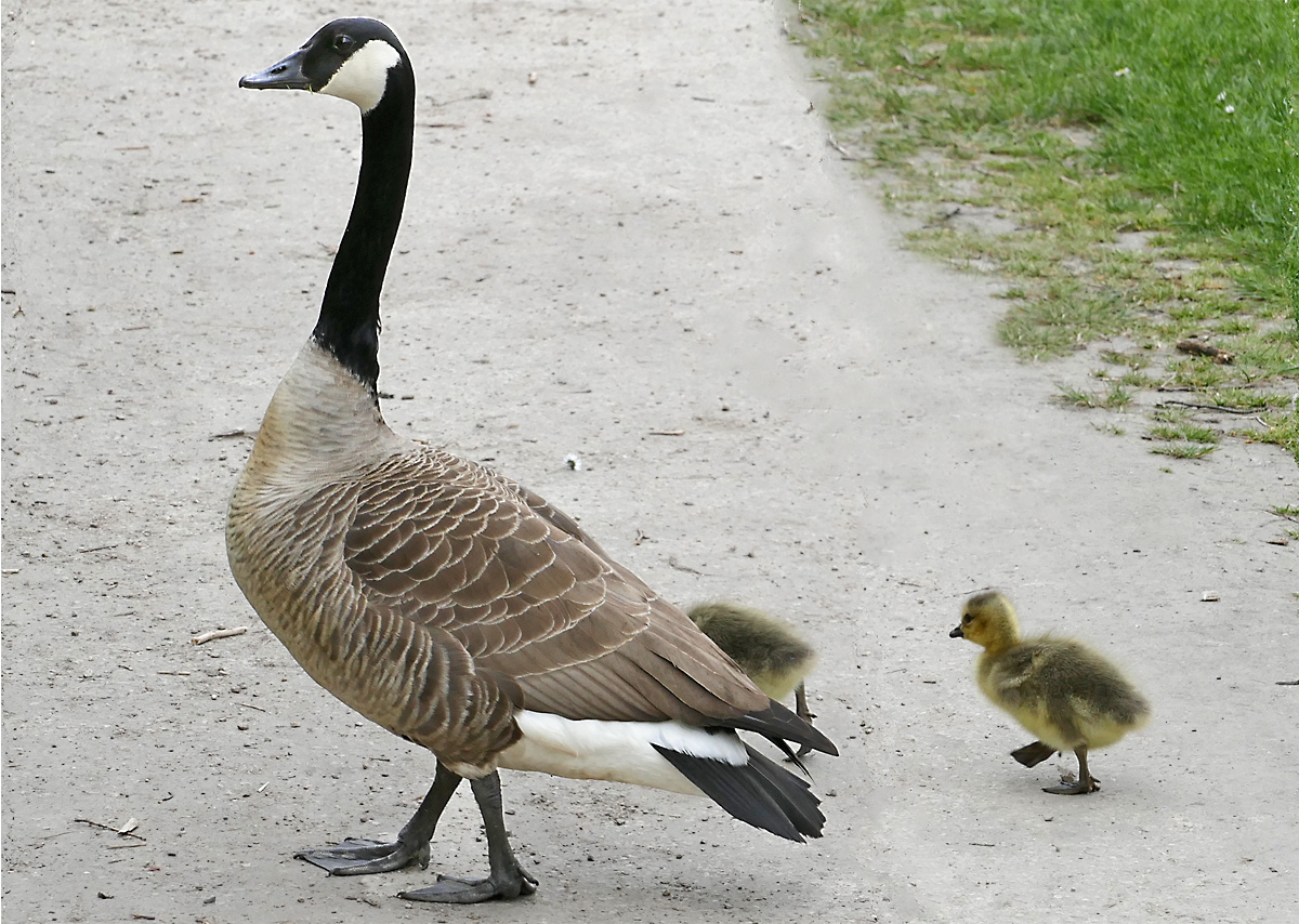 Mutter Kanadagans mit Nachwuchs auf Wanderschaft am Schlo Gracht in Erftstadt-Liblar - 23.04.2019