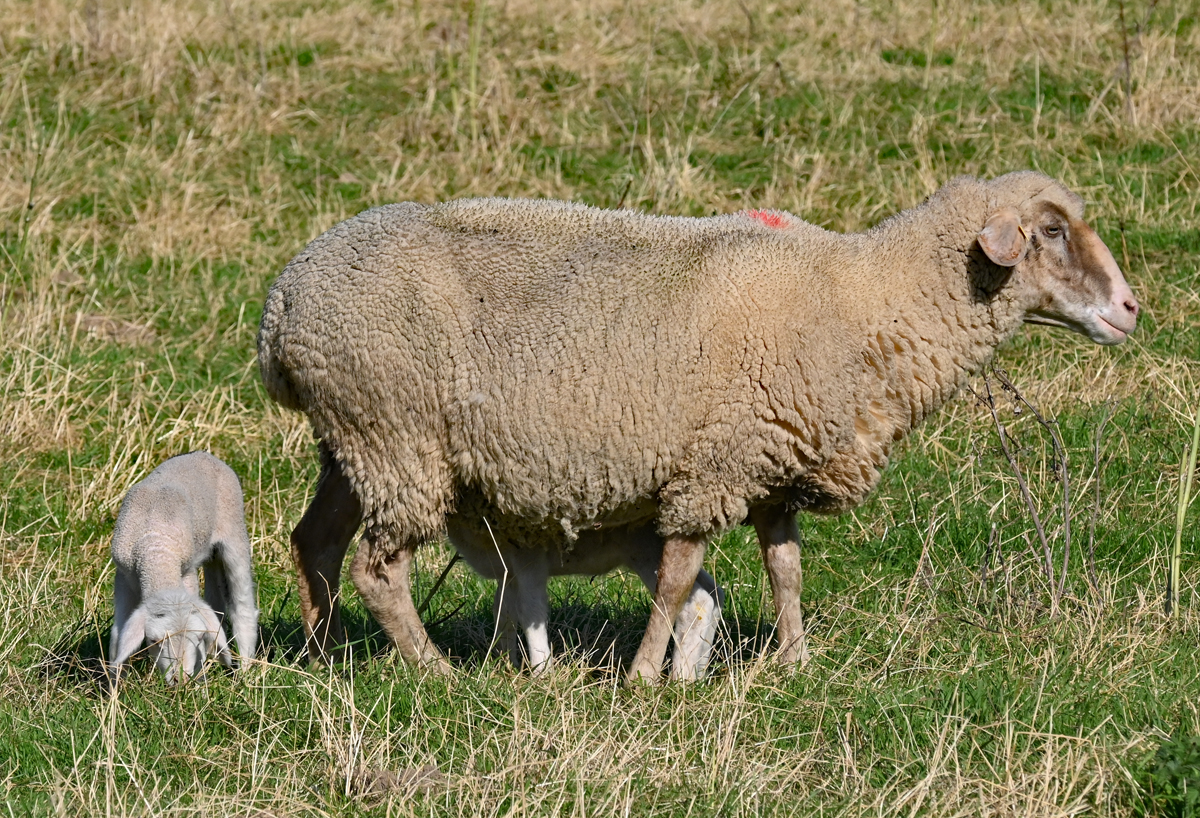 Mutterschaf mit 2 Lmmern auf einer Weide bei der Steinbachtalsperre - 22.10.2021