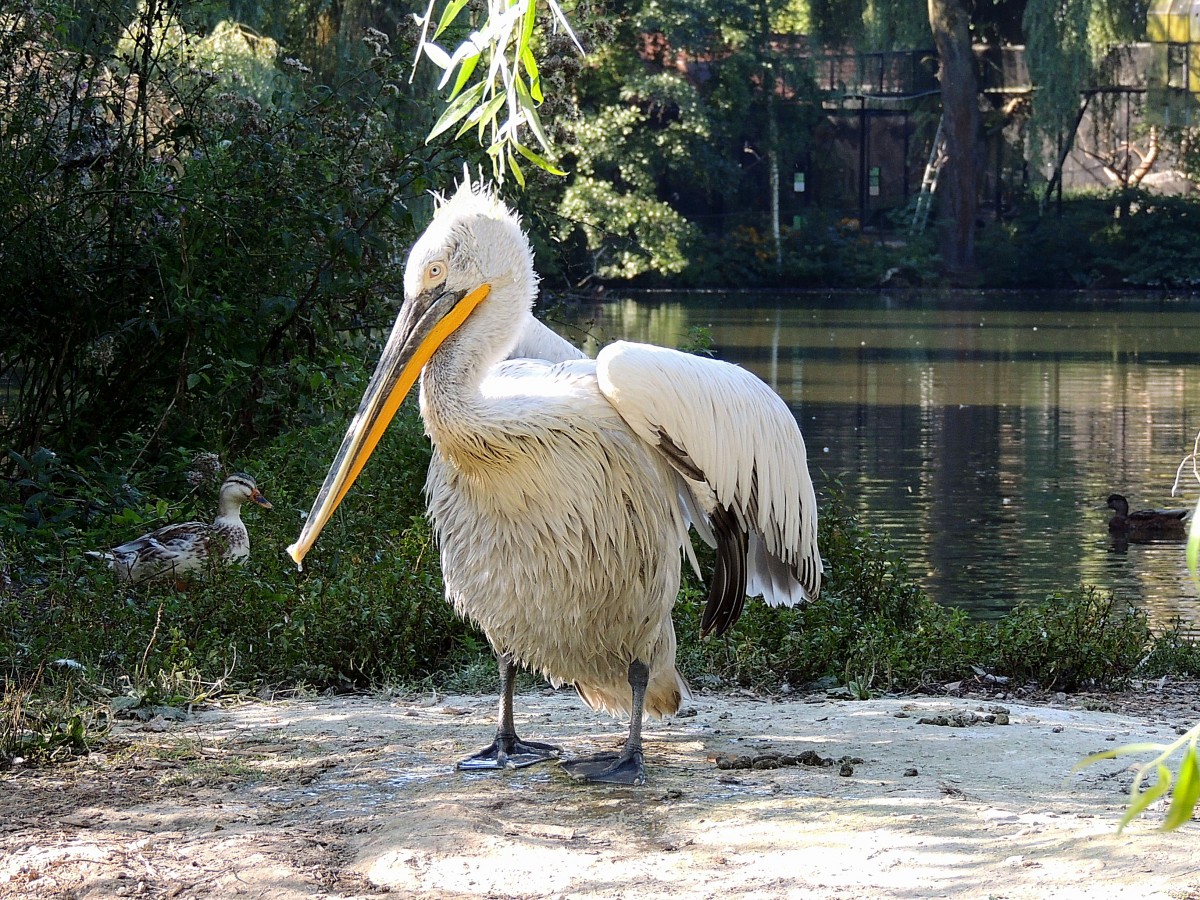 Nach einem erfrischendem Bad im Pelikanweiher des Zoo Schmiding; 130905