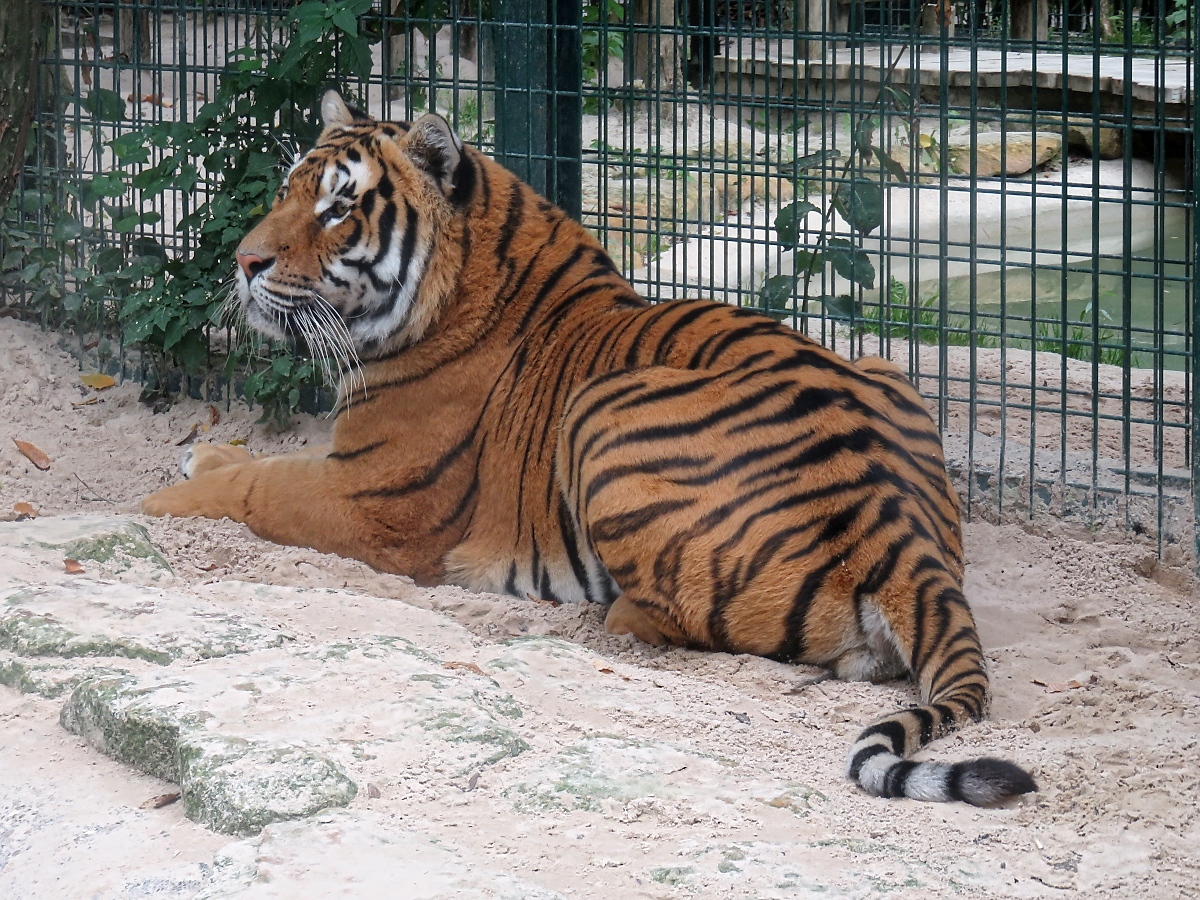 Nach der Tiger-Show erst mal relaxen - Tiger im Zoo d'Amneville, 26.9.2017