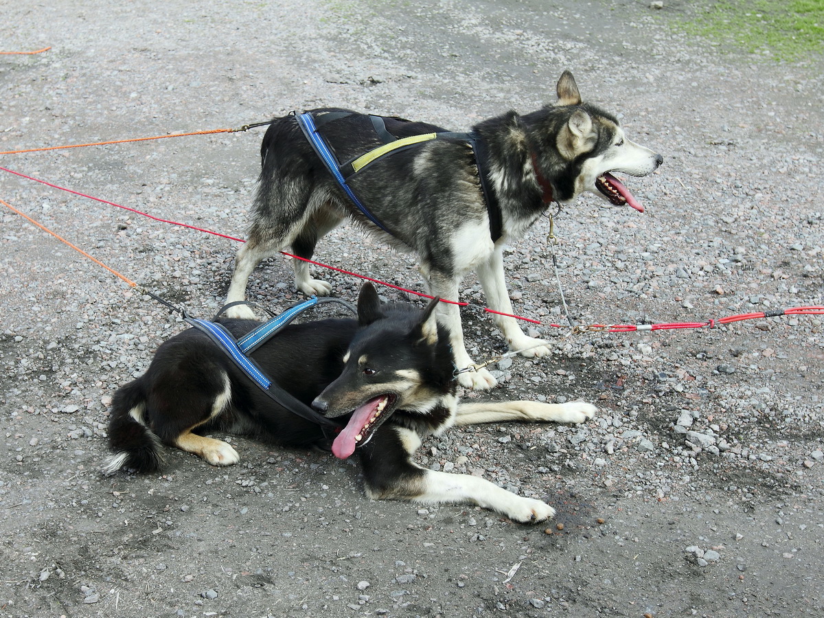 Nach einer Vorfhrrunde sieht man auch am 22. Juni 2016 bei diesen Tieren den Altersunterschied, der liegende Husky ist ca. 8 Jahre lter als sein Nachbar.