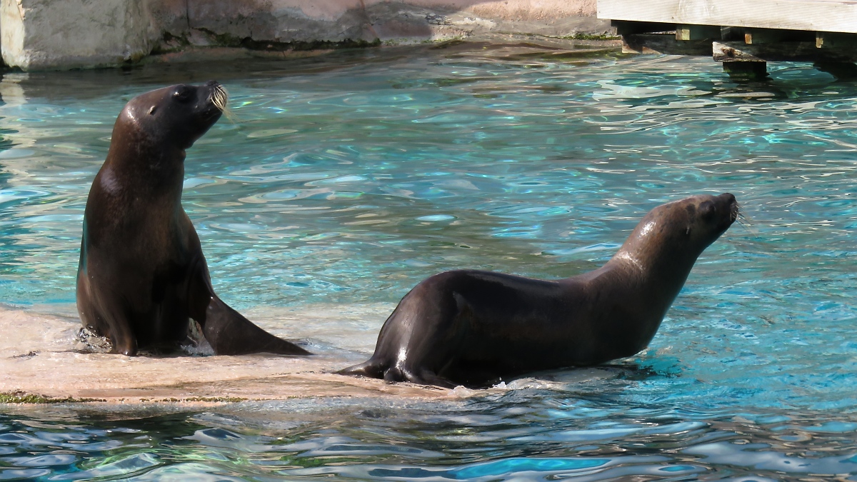 Nach den Vorführungen dürfen de Seelöwen endlich wieder Schwimmen gehen im Zoo d'Amneville, 26.9.2017 