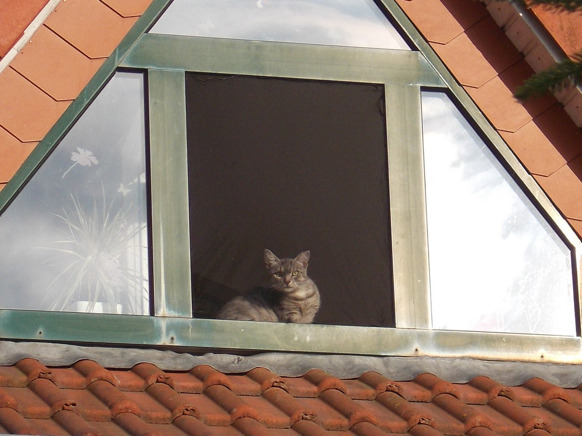 Nachbar`s Katze schaute,am 27.Juni 2016,in Bergen/Rügen aus dem geöffnetem Fenster.