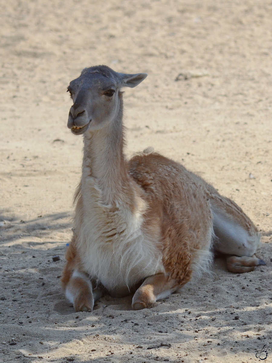 Nachwuchs bei den Dromedaren. (Zoo Madrid, Dezember 2010)