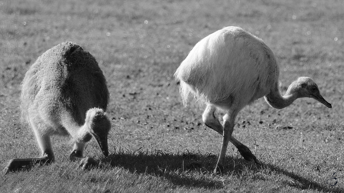 Nachwuchs bei den Nandu´s im Zoo Safaripark Stukenbrock. (Oktober 2014)