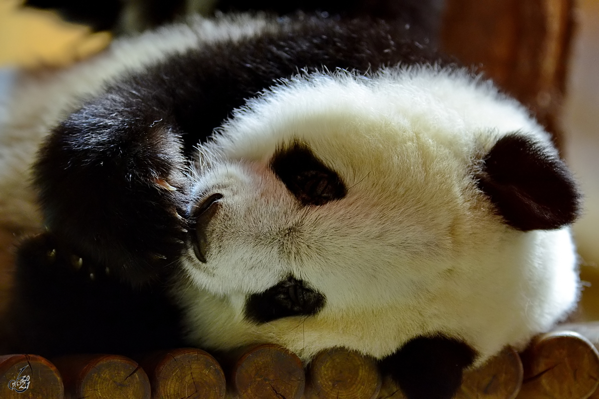 Nachwuchs bei den Pandas im Zoo Madrid. (Dezember 2010)