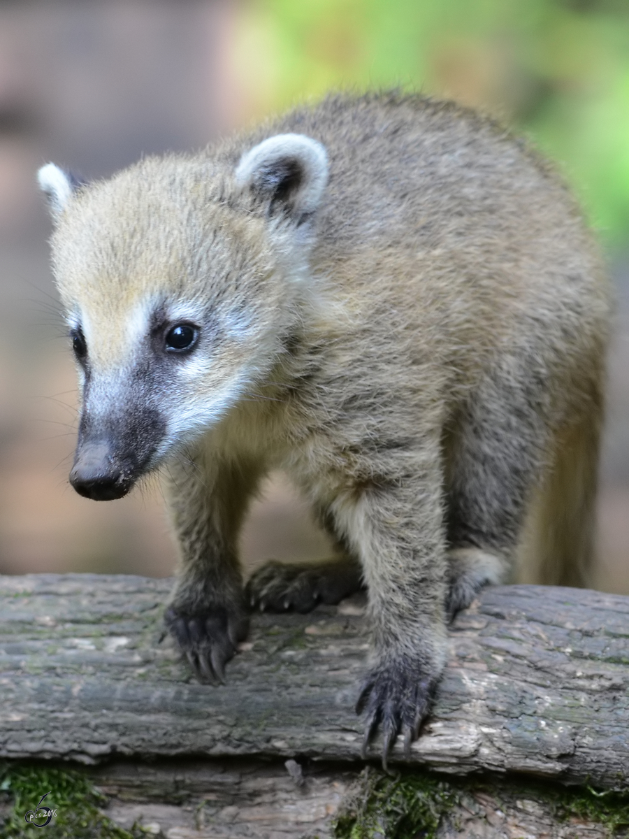 Nachwuchs bei den Sdamerikanischen Nasenbren im Zoo Duisburg. (Juli 2013)