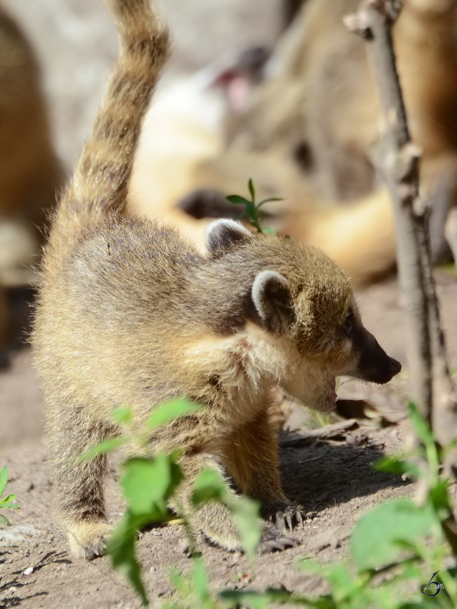 Nachwuchs bei den Sdamerikanischen Nasenbren im Zoo Duisburg. (Juli 2013)