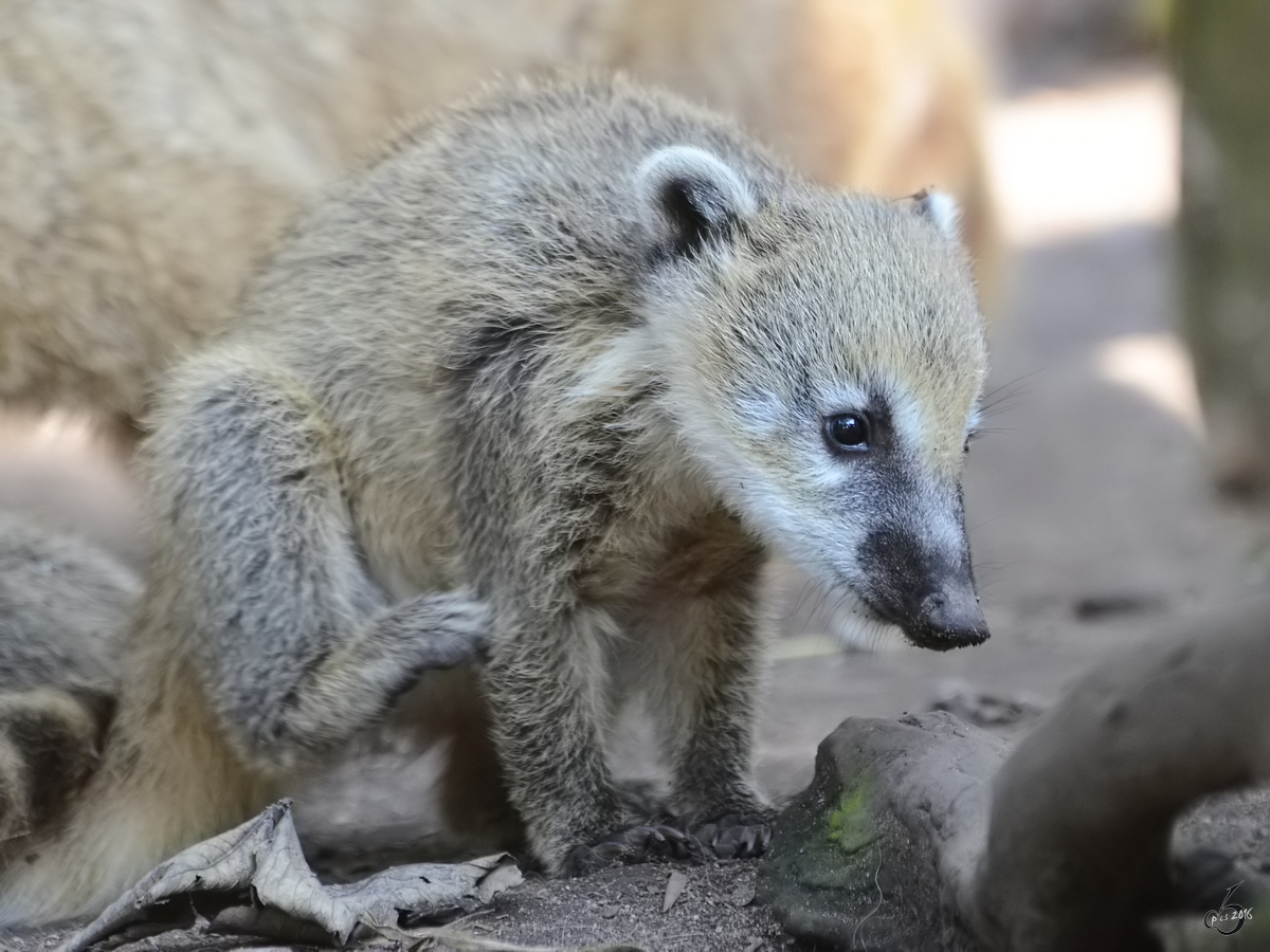 Nachwuchs bei den Sdamerikanischen Nasenbren im Zoo Duisburg. (Juli 2013)