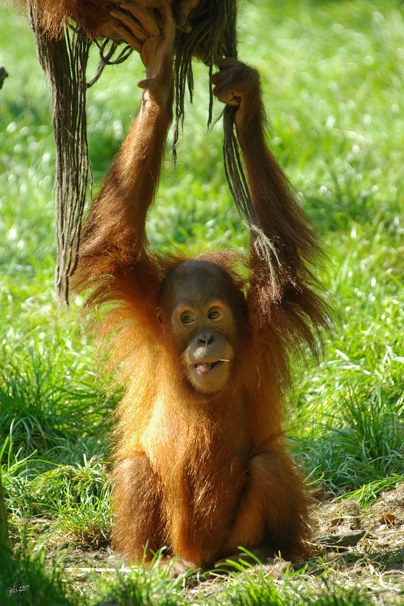 Nachwuchs bei den Sumatra-Orang-Utans im Zoo Dortmund. (September 2008)